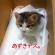Cat pictures｜2011年8月14日のあずきちゃん。