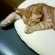 Cat pictures｜平和だ・・・