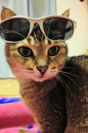 Cat pictures｜カチューシャの代わりにサングラス