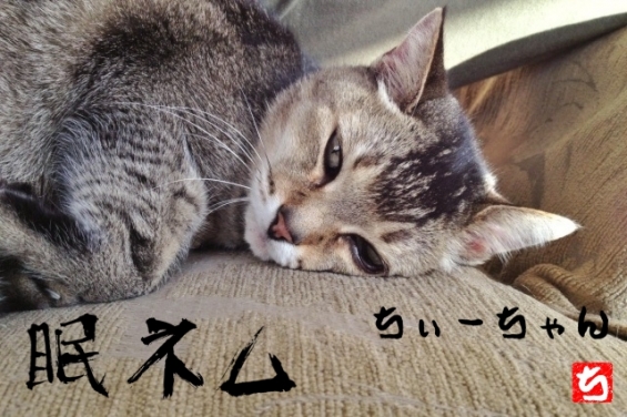 Cat pictures｜至福のひと時♪