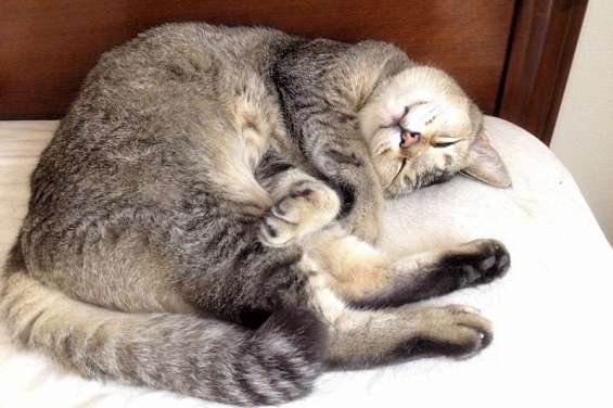Cat pictures｜無防備な寝顔で夢の中