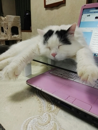Cat pictures｜こんな所で熟睡？！