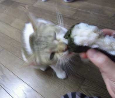 Cat pictures｜おむすびドロボウ