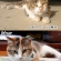 Cat pictures｜ビフォーアフター！