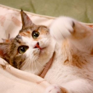Cat pictures｜ミケコ