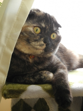 Cat pictures｜おすましピノ