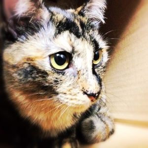 Cat pictures｜マモ