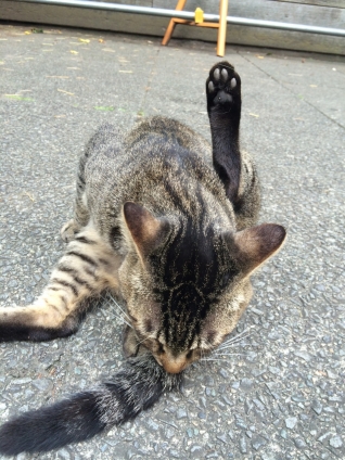 Cat pictures｜足がピーン
