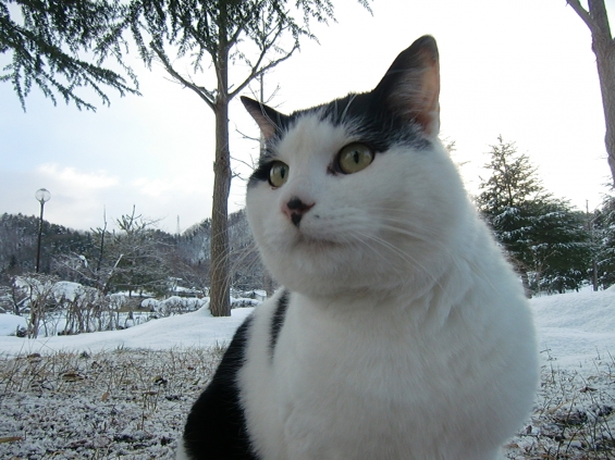 Cat pictures｜雪が多いねぇ～