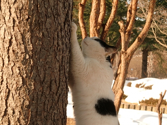 Cat pictures｜いい木だ！