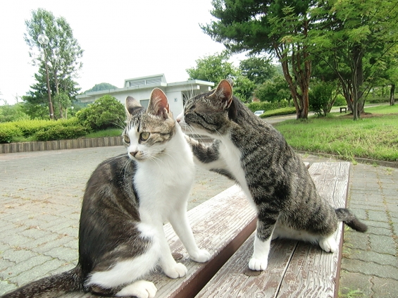 Cat pictures｜暑いね…