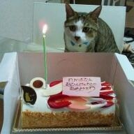 Cat pictures｜お誕生日