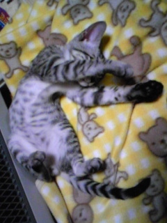 Cat pictures｜睡眠中Zzz・・・
