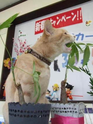 Cat pictures｜野菜不足