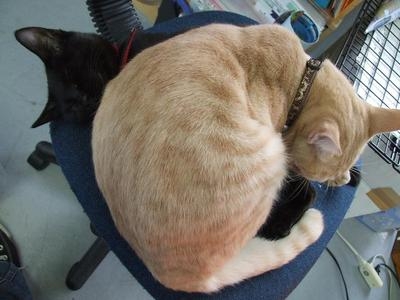 Cat pictures｜椅子で睡眠中Zzzz