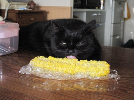 Cat pictures｜トウモロコシがおいしい季節ですね！