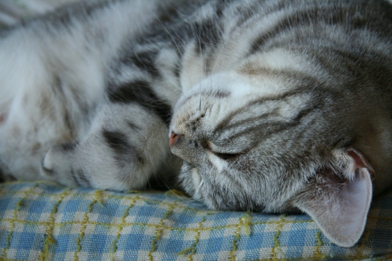 Cat pictures｜可愛い寝顔！でもホントは・・・