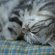 Cat pictures｜可愛い寝顔！でもホントは・・・