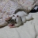 Cat pictures｜お布団の中で寝るのが大好き！