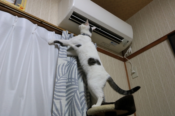Cat pictures｜エアコンの風出てる？