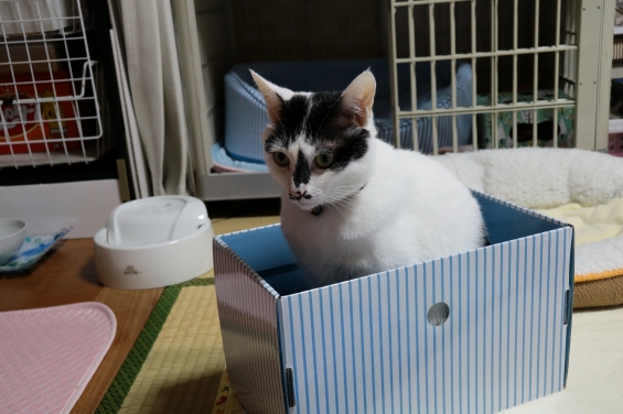 Cat pictures｜やっぱり箱が好き！