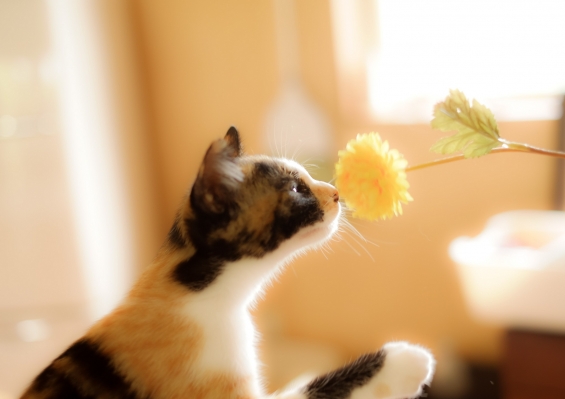 Cat pictures｜花とにゃんこ