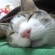 Cat pictures｜寝顔。