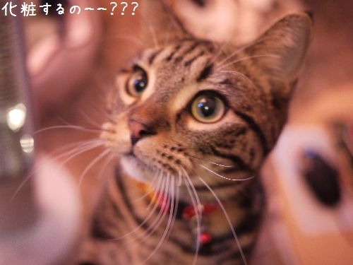Cat pictures｜お化粧するの？