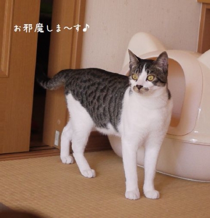 Cat pictures｜お邪魔しま～す