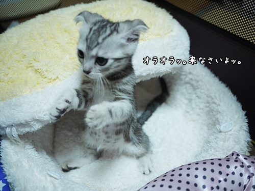 Cat pictures｜オラオラ！かかってきなさいよ！