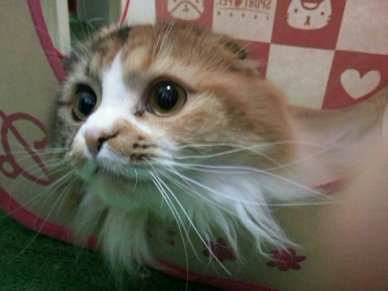 Cat pictures｜おうち〜♪