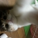Cat pictures｜キャッチ!!