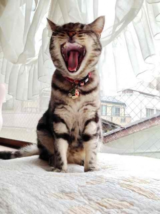 Cat pictures｜しぃ〜んぱぁぁぁぁい、ないさぁぁぁぁ〜