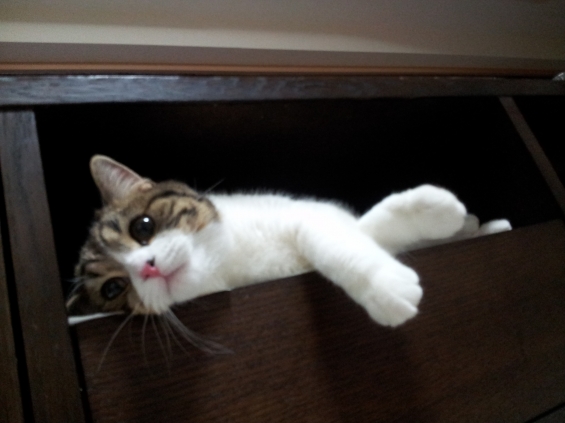 Cat pictures｜リラックスたーいむ！！