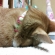 Cat pictures｜ごめん寝っ!!