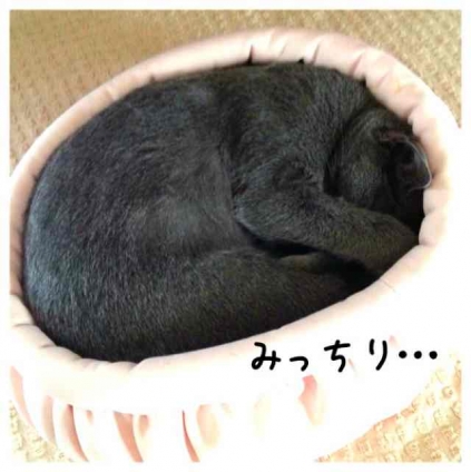 Cat pictures｜みっちり…