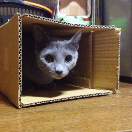 Cat pictures｜箱入りムスメ。