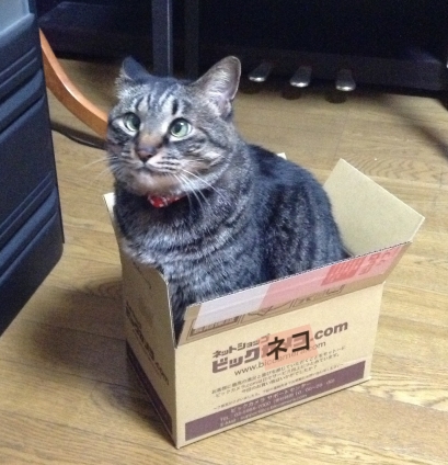 Cat pictures｜箱が好き4