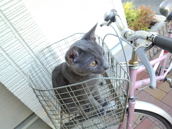 Cat pictures｜朝の日課。自転車のカゴが好き♪