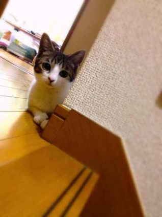 Cat pictures｜隠れんぼ