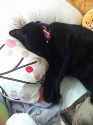 Cat pictures｜枕は私のもの