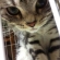 Cat pictures｜どアップ！！