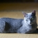 Cat pictures｜座敷ネコ