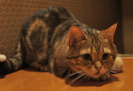 Cat pictures｜獲物狙い、黒目MAX