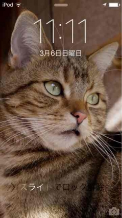 Cat pictures｜ゾロ目