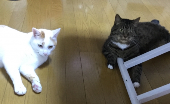 Cat pictures｜オセロな狛猫