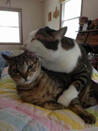 Cat pictures｜too much love