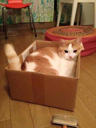 Cat pictures｜箱、落ち着くわ〜。