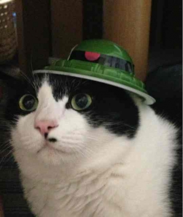 Cat pictures｜今日の帽子