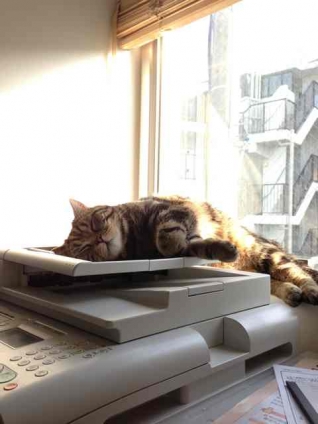 Cat pictures｜今日の日向ぼっこはプリンタの上で…